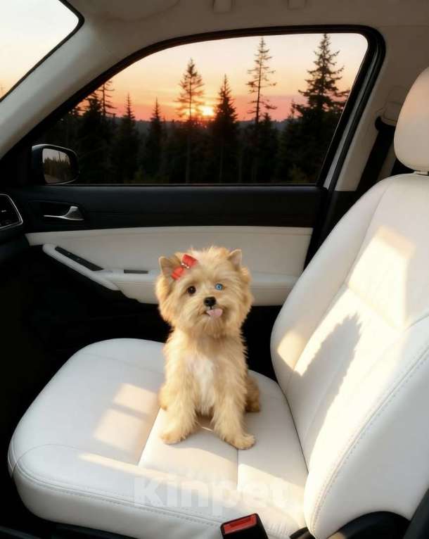 Собаки в Москве: Мини йорк девочка голубоглазая рыжая Девочка, 95 000 руб. - фото 3