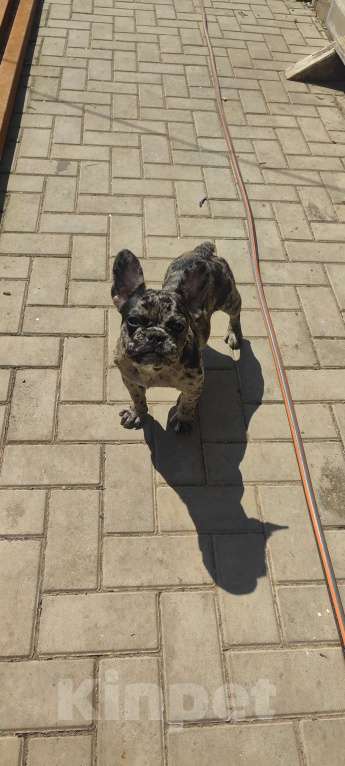 Собаки в Севастополе: Щенок французского бульдога Девочка, 50 000 руб. - фото 3