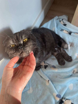 Объявление: Ласковая старушка Чучундра, Бесплатно, Москва