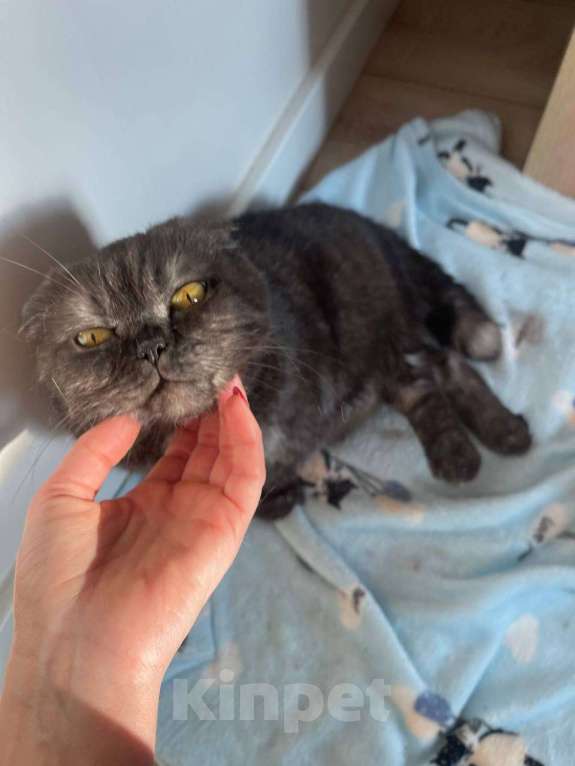 Кошки в Москве: Ласковая старушка Чучундра Девочка, Бесплатно - фото 1