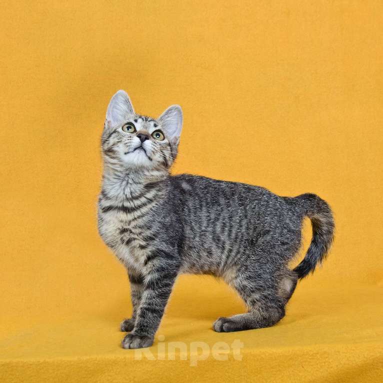 Кошки в других городах Московской области: Веселый котенок Кузя ищет дом Мальчик, Бесплатно - фото 5