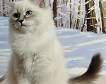 Кошки в Астрахани: Кошка  Девочка, Бесплатно - фото 1