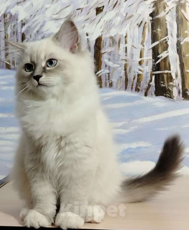 Кошки в Астрахани: Кошка  Девочка, Бесплатно - фото 1