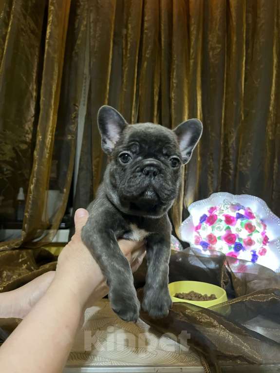 Собаки в Москве: Французский бульдог щенок Девочка, 50 000 руб. - фото 6