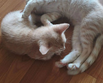 Кошки в Санкт-Петербурге: Котята 2 месяца Мальчик, Бесплатно - фото 3
