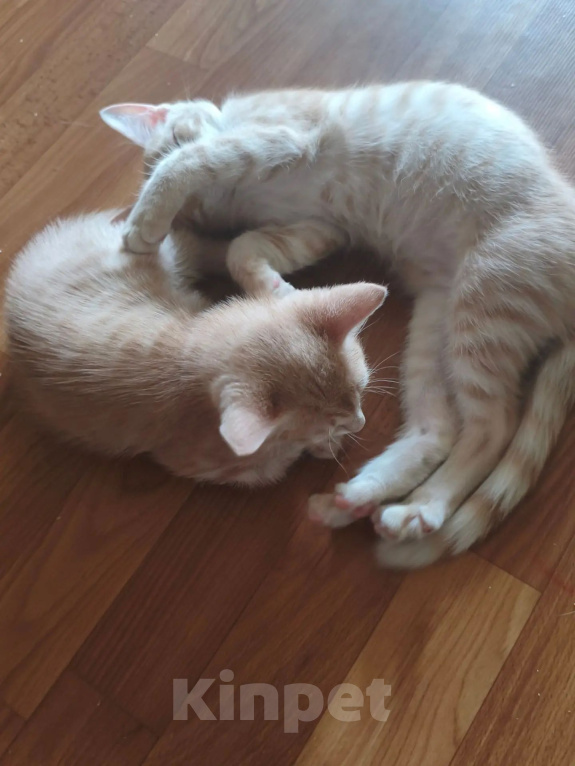 Кошки в Санкт-Петербурге: Котята 2 месяца Мальчик, Бесплатно - фото 3