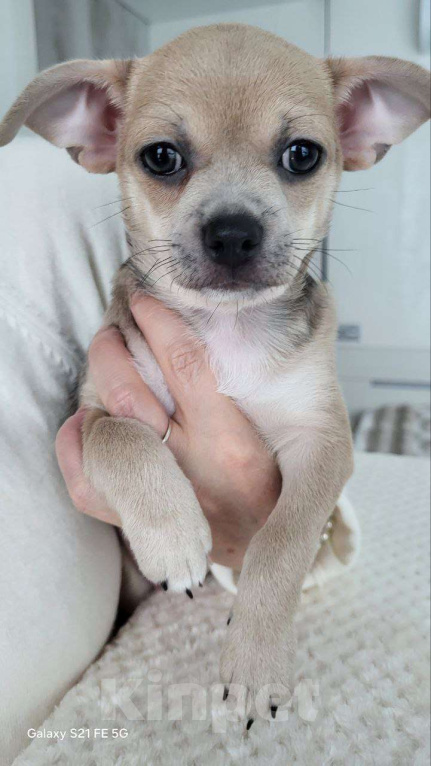 Собаки в Москве: Чихуахуа девочка крупная Девочка, 45 000 руб. - фото 2