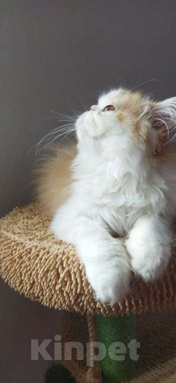 Кошки в Москве: Пушистое счастье Мальчик, 30 000 руб. - фото 8