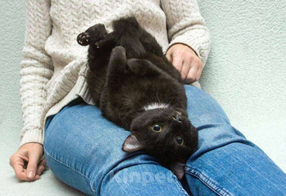 Кошки в Москве: Я котик Находка. Буду вашей теплой тенью. Мальчик, Бесплатно - фото 1