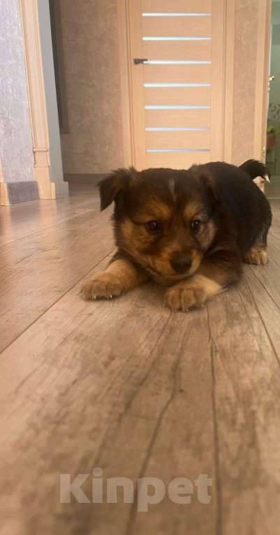 Собаки в других городах Башкортостана: Щеноки Девочка, Бесплатно - фото 2