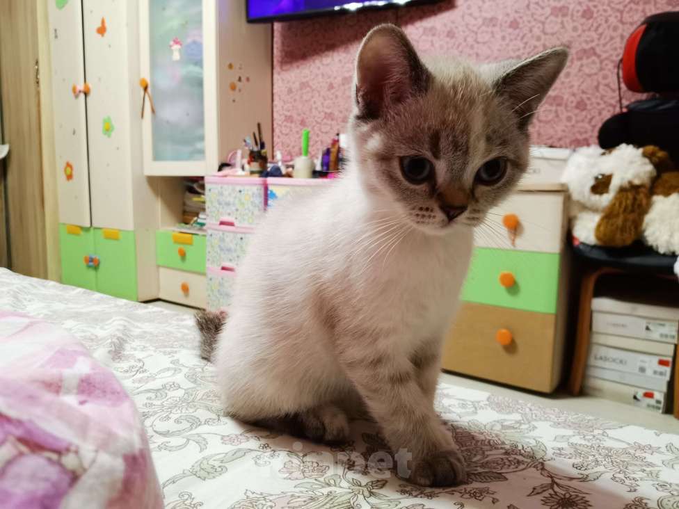 Кошки в Москве: котята Британские Девочка, 12 000 руб. - фото 2