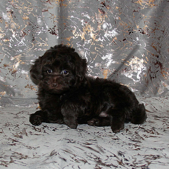 Той-пудель щенок девочка. СПб