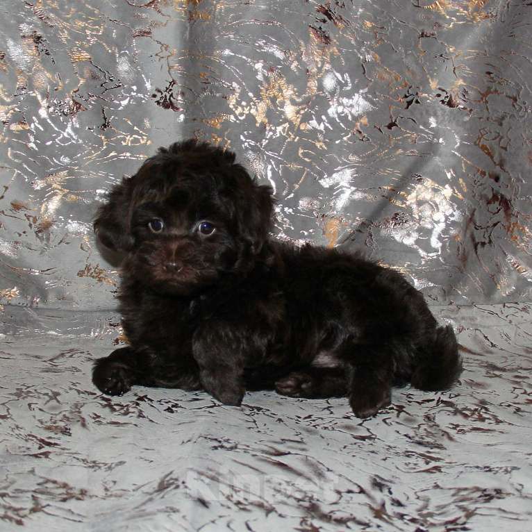 Собаки в Санкт-Петербурге: Той-пудель щенок девочка. СПб Девочка, 80 000 руб. - фото 1