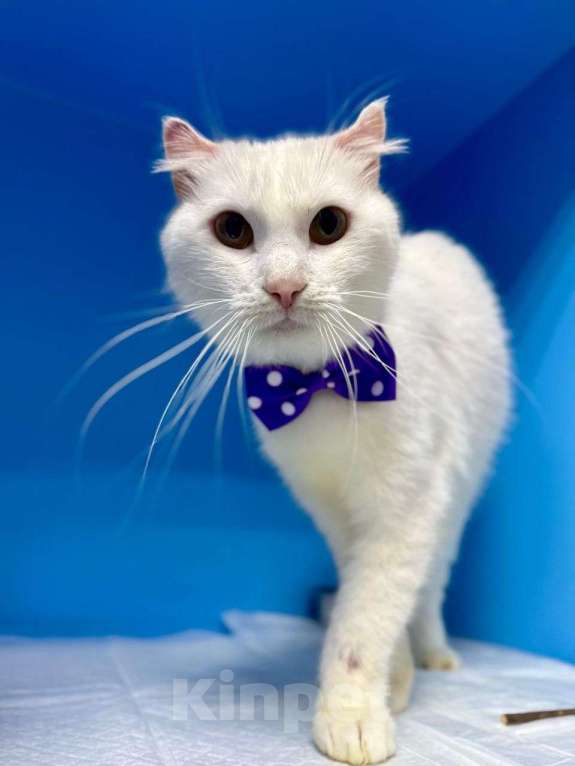 Кошки в Москве: Котик Стюарт ищет дом Мальчик, Бесплатно - фото 2