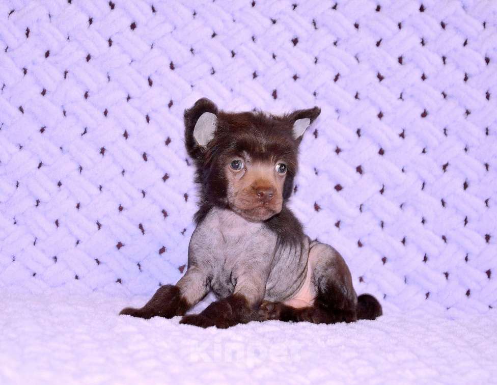 Собаки в Екатеринбурге: Мальчик голый шоколадка Мальчик, Бесплатно - фото 5