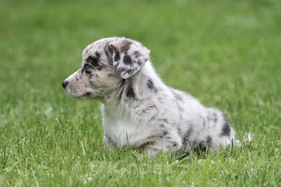 Собаки в Москве: Девочка вельш корги кардиган Девочка, 80 000 руб. - фото 3