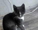 Кошки в Стерлитамаке: котенок Мальчик, Бесплатно - фото 2