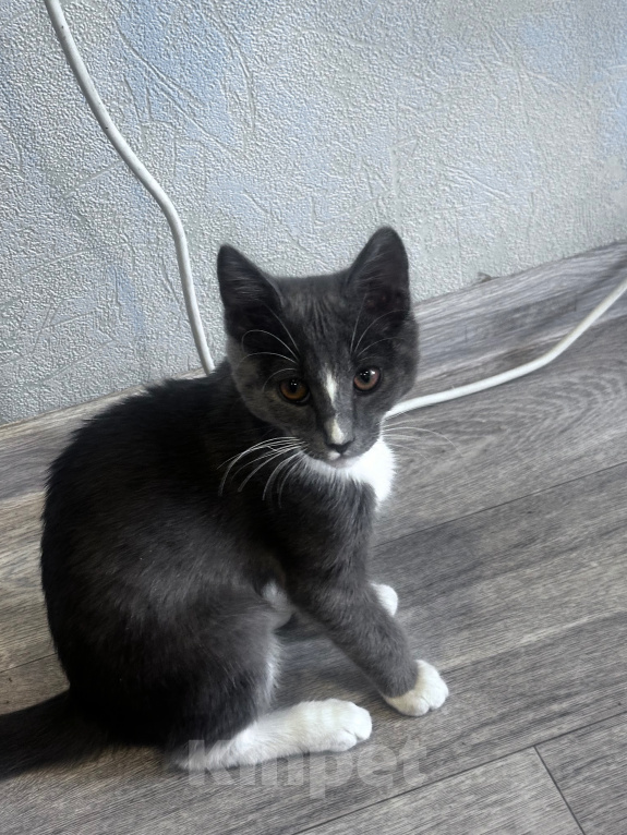Кошки в Стерлитамаке: котенок Мальчик, Бесплатно - фото 2