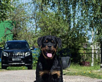 Собаки в Нижнем Новгороде: Красивая и умная девочка 🐶 Девочка, 60 000 руб. - фото 2