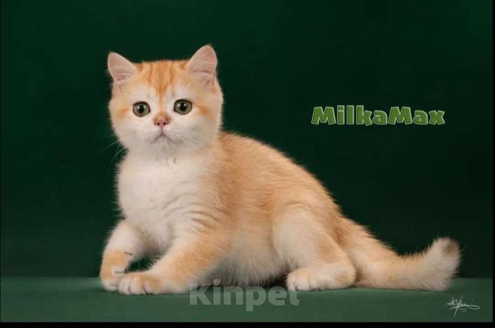 Кошки в Москве: Золотая завуалированная шиншилла 🥰  Девочка, 60 000 руб. - фото 3