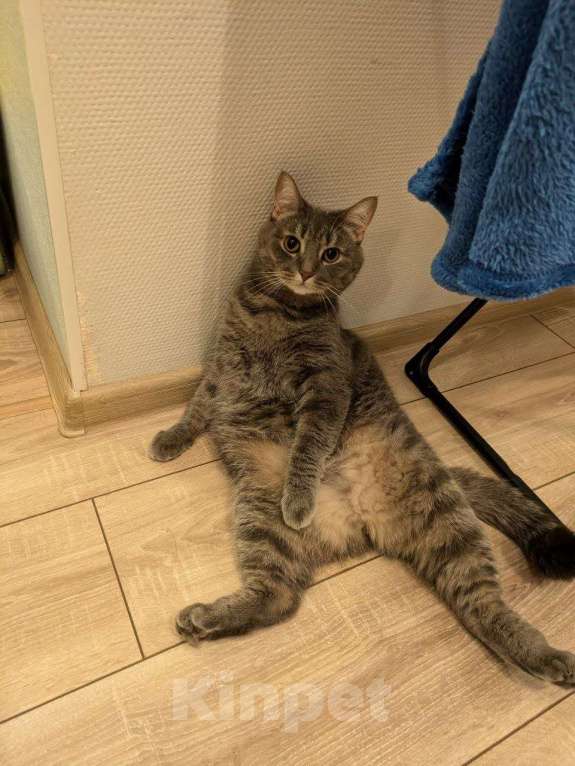Кошки в Уфе: Шотландский прямоухий Мальчик, Бесплатно - фото 2