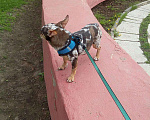 Собаки в Костроме: Чишка мальчишка, 4 500 руб. - фото 1