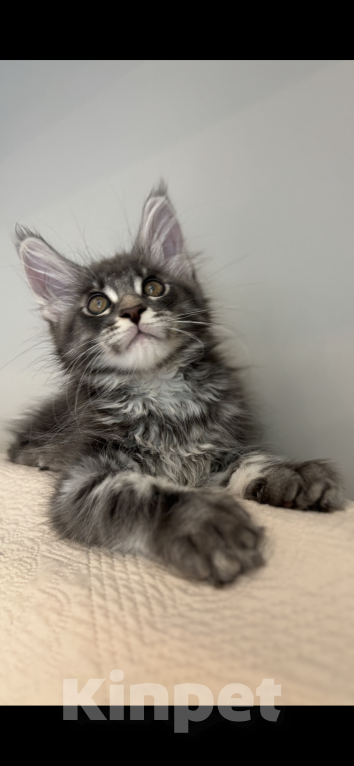 Кошки в Москве: Котик мейн-кун из питомника Status Joy Мальчик, Бесплатно - фото 3