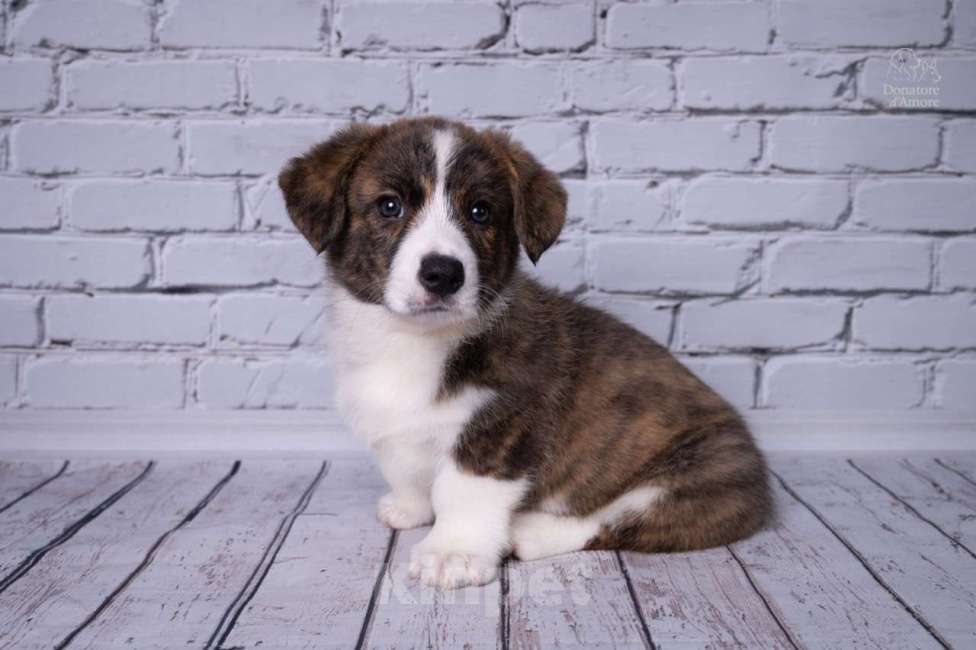 Собаки в Москве: Щенки Вельш-Корги Кардиган, 2 месяца, тигровый окр Девочка, 45 000 руб. - фото 7