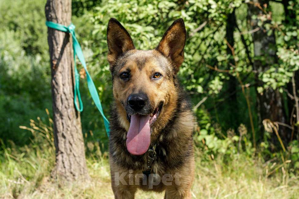 Собаки в Москве: Спирит Мальчик, Бесплатно - фото 6