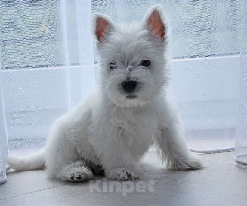 Собаки в Москве: Лучшие весты РКФ Мальчик, Бесплатно - фото 2