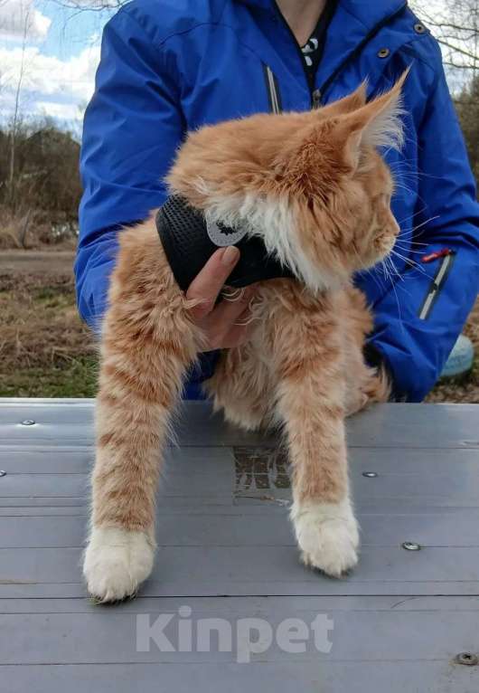 Кошки в Москве: Котенок из питомника Мальчик, 120 000 руб. - фото 3