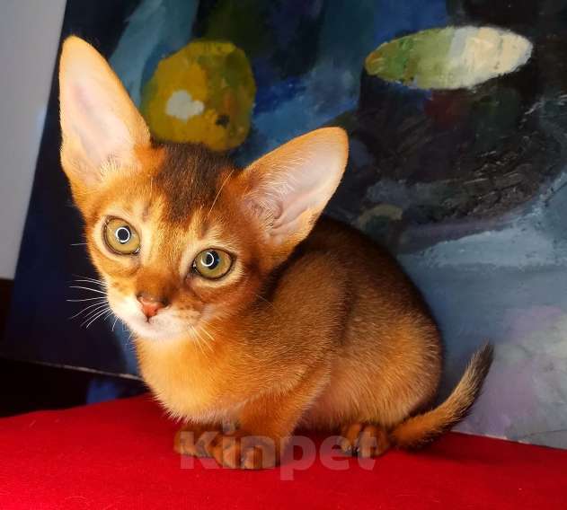 Кошки в Москве: Чудесные абиссинские дикие девочки и мальчик соррель Мальчик, 50 000 руб. - фото 4