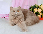 Кошки в Мурином: Британская кошечка лилового окраса Девочка, 28 000 руб. - фото 1