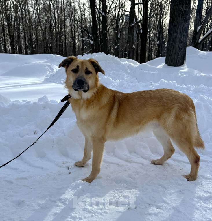 Собаки в Москве: Собака бесплатно в Москве Мальчик, Бесплатно - фото 7