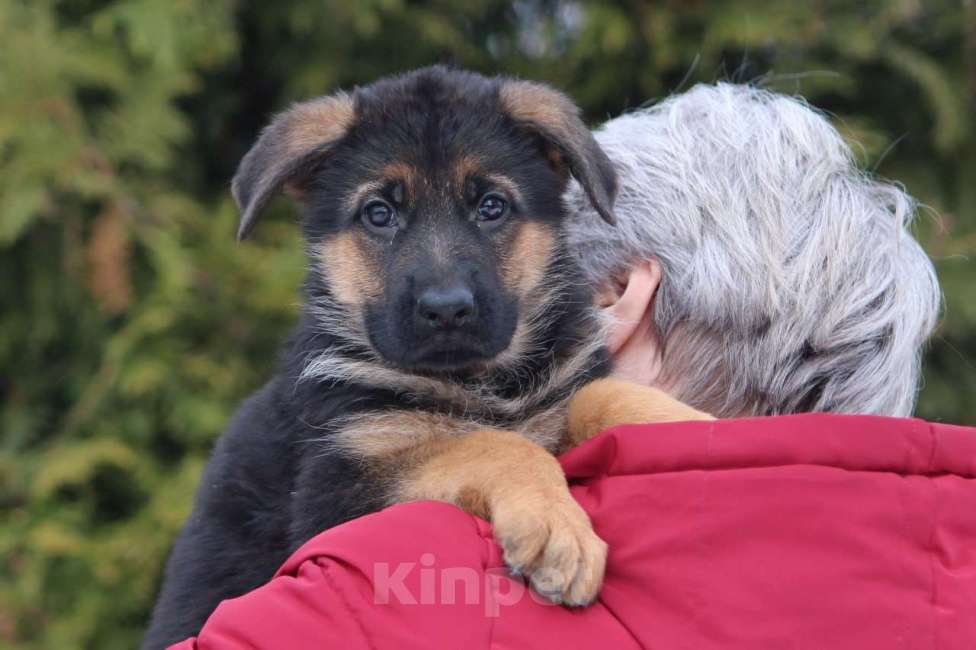Собаки в Калуге: Немецкие овчарки из питомника Фон Хаус Энжел Девочка, 50 000 руб. - фото 2
