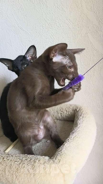 Кошки в Асбесте: Ориентальный котенок шоколадного окраса Мальчик, 50 000 руб. - фото 4