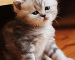 Кошки в Москве: Шотландcкие прямоухие/вислоухие и Британские котята купить в Москве, Питомник кошек SILVER SHARM Мальчик, 30 000 руб. - фото 4