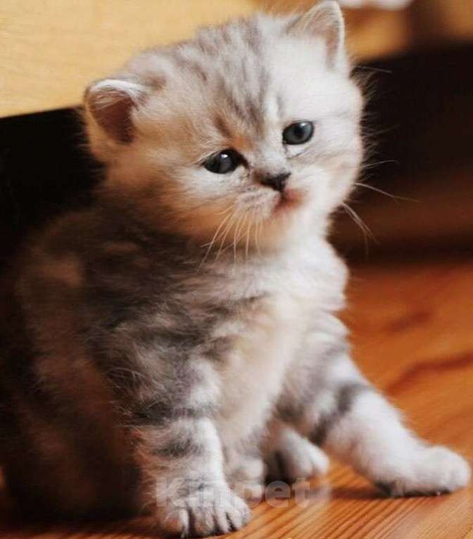 Кошки в Москве: Шотландcкие прямоухие/вислоухие и Британские котята купить в Москве, Питомник кошек SILVER SHARM Мальчик, 30 000 руб. - фото 4