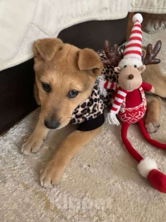 Собаки в Санкт-Петербурге: Скромный щенок в футболочке ищет дом Девочка, Бесплатно - фото 2