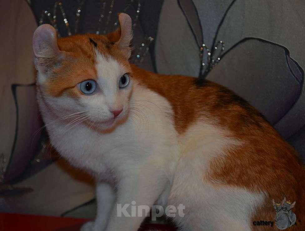 Кошки в Люберцах: Девочка DBE Девочка, Бесплатно - фото 3