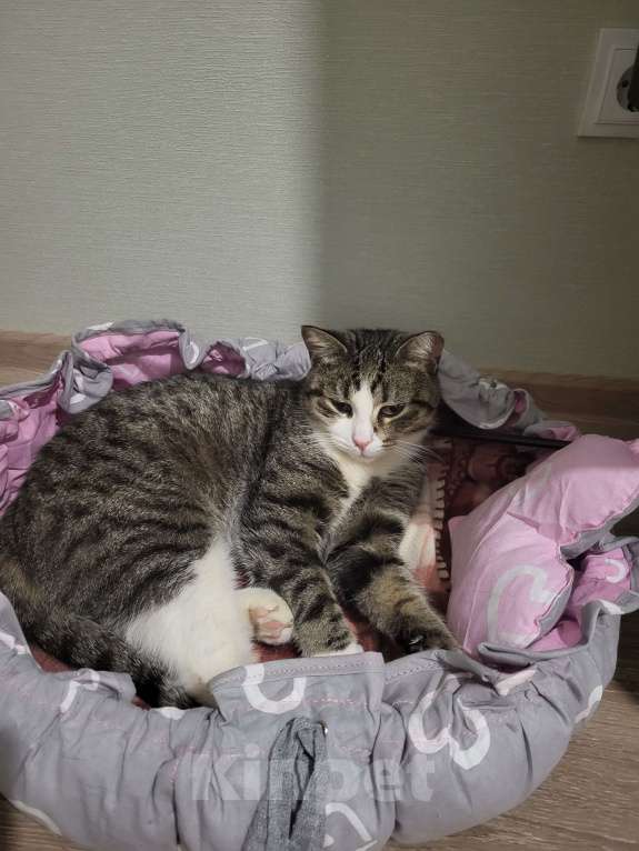 Кошки в Санкт-Петербурге: Ласковая кошечка ищет дом Девочка, Бесплатно - фото 6