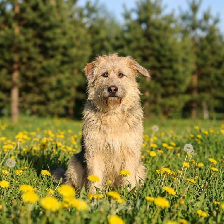 Собаки в Москве: Арчи в добрые руки Мальчик, Бесплатно - фото 2