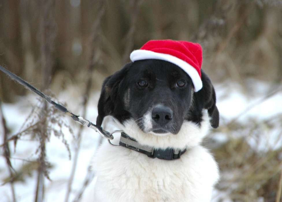 Собаки в Москве: Славный щенок Сара в добрые руки Девочка, Бесплатно - фото 1