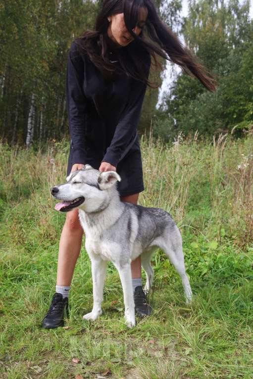 Собаки в Москве: Серенький Мальчик, Бесплатно - фото 18