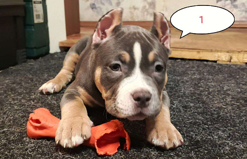 Щенок Американский Булли