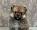 Собаки в Челябинске: Щенки померанского шпица  Девочка, 30 000 руб. - фото 2
