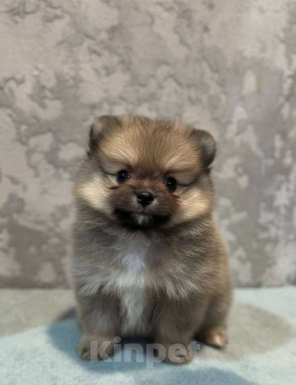 Собаки в Челябинске: Щенки померанского шпица  Девочка, 30 000 руб. - фото 2