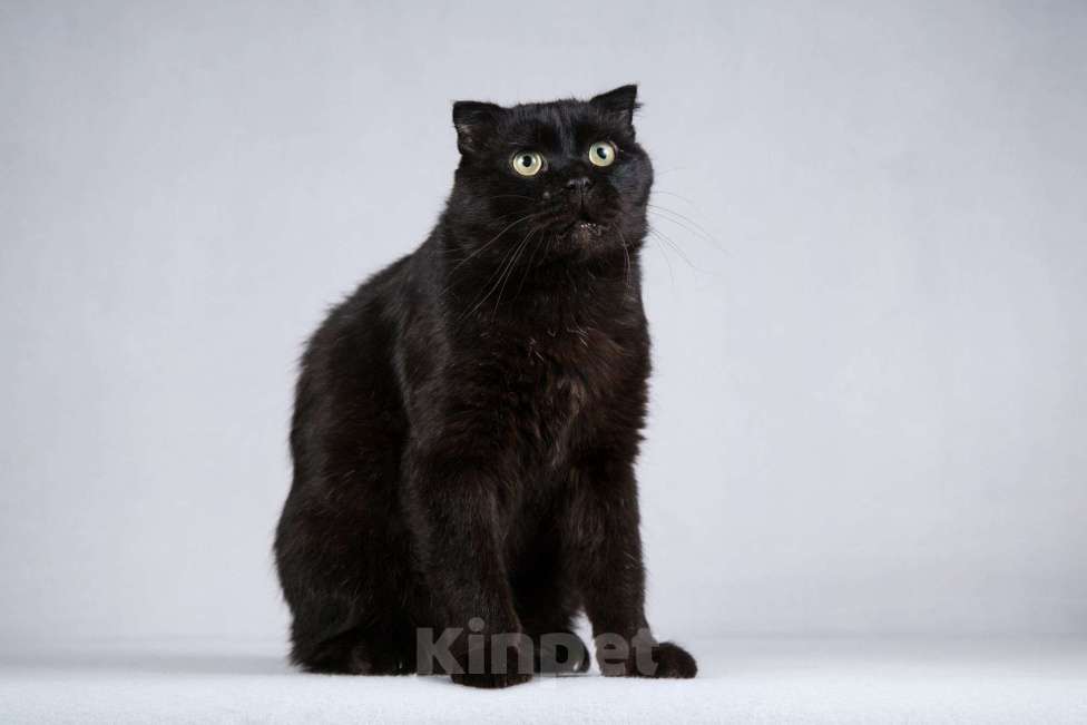 Кошки в Москве: Чёрный вислоухий красавец кот Фауст Мальчик, Бесплатно - фото 5