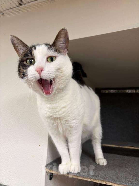 Кошки в Москве: Нежная и красивая кошечка в добрые руки Девочка, Бесплатно - фото 1