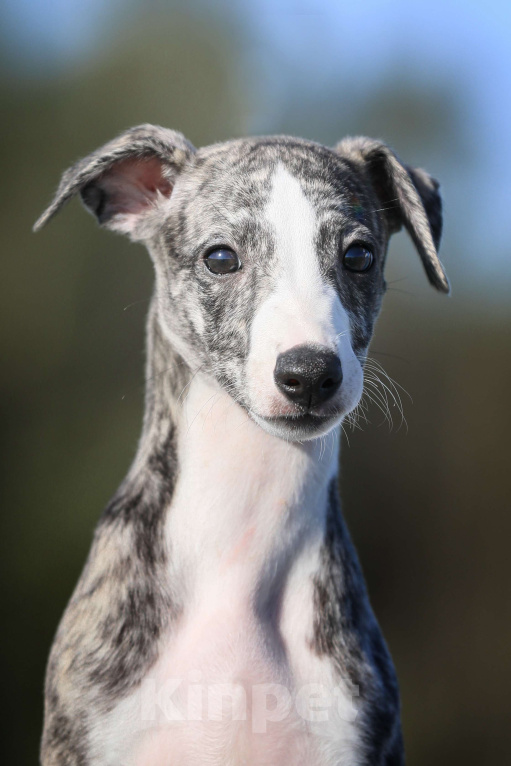 Собаки в Москве: Невероятно красивая тигровая девочка уиппет ШОУ класса Девочка, 50 000 руб. - фото 6